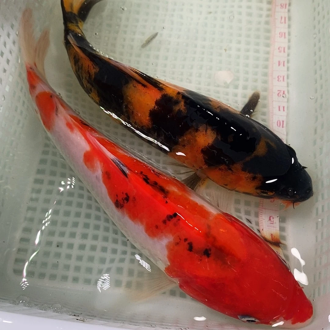 锦鲤冷水锦鲤包邮