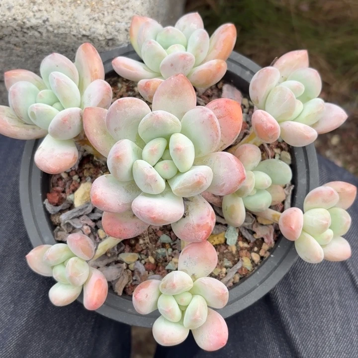 多肉植物香水多肉
