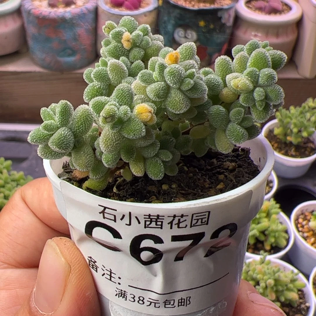 福利-多肉植物枝干冰晶
