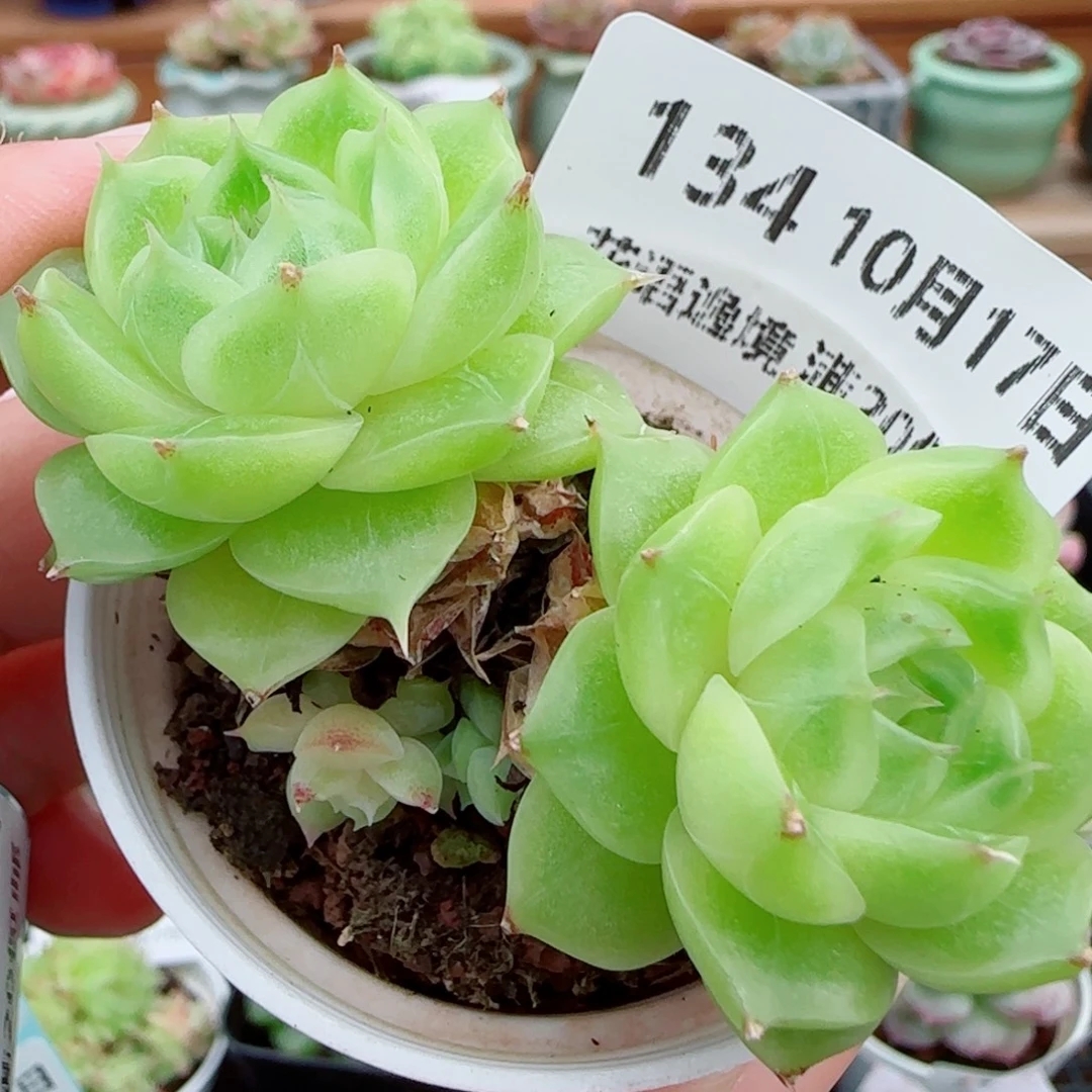 花语逸镜1017-134包子麦秆散