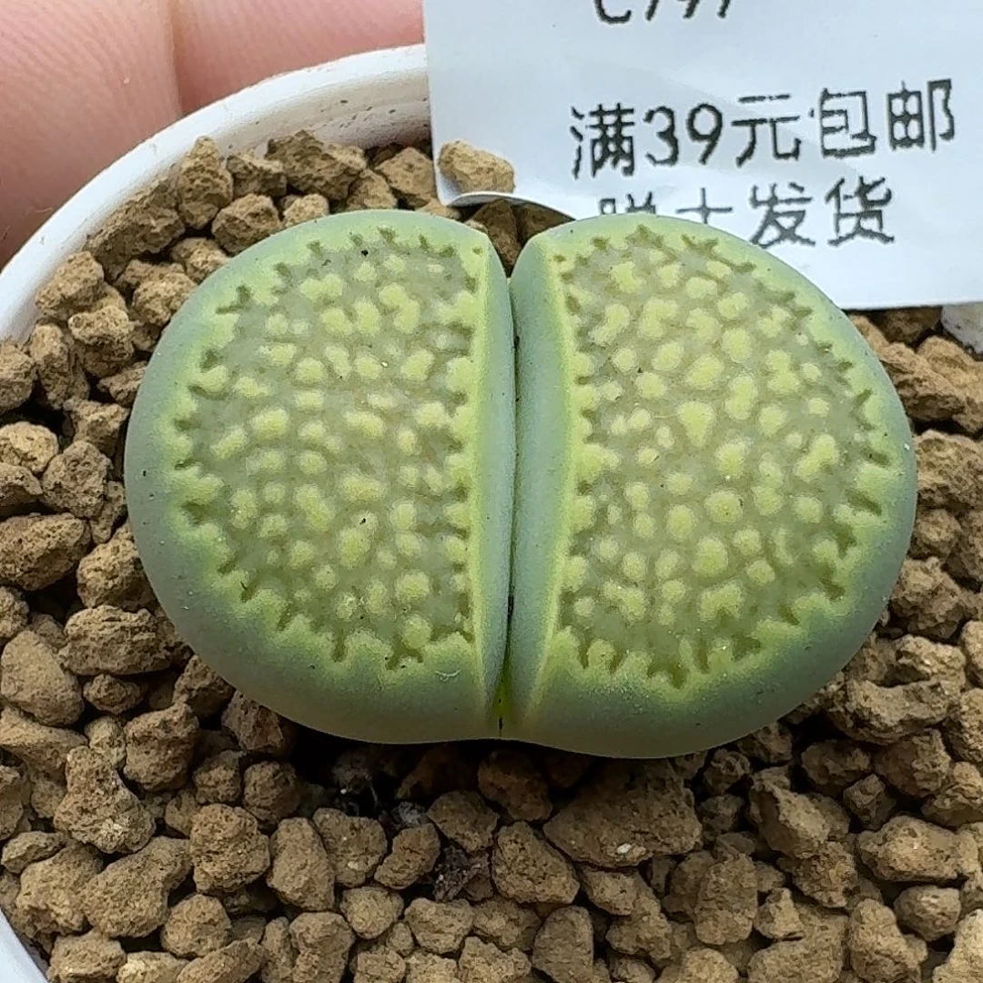 797多肉哈哈哈哈哈哈哈哈