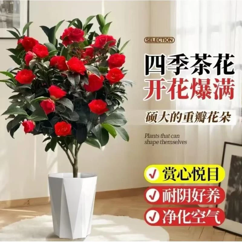 A四季开花山茶花盆栽室内外好养耐寒适合新手种植