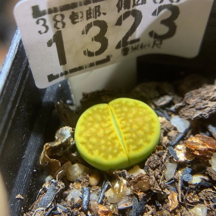 Sss精品生石花1323