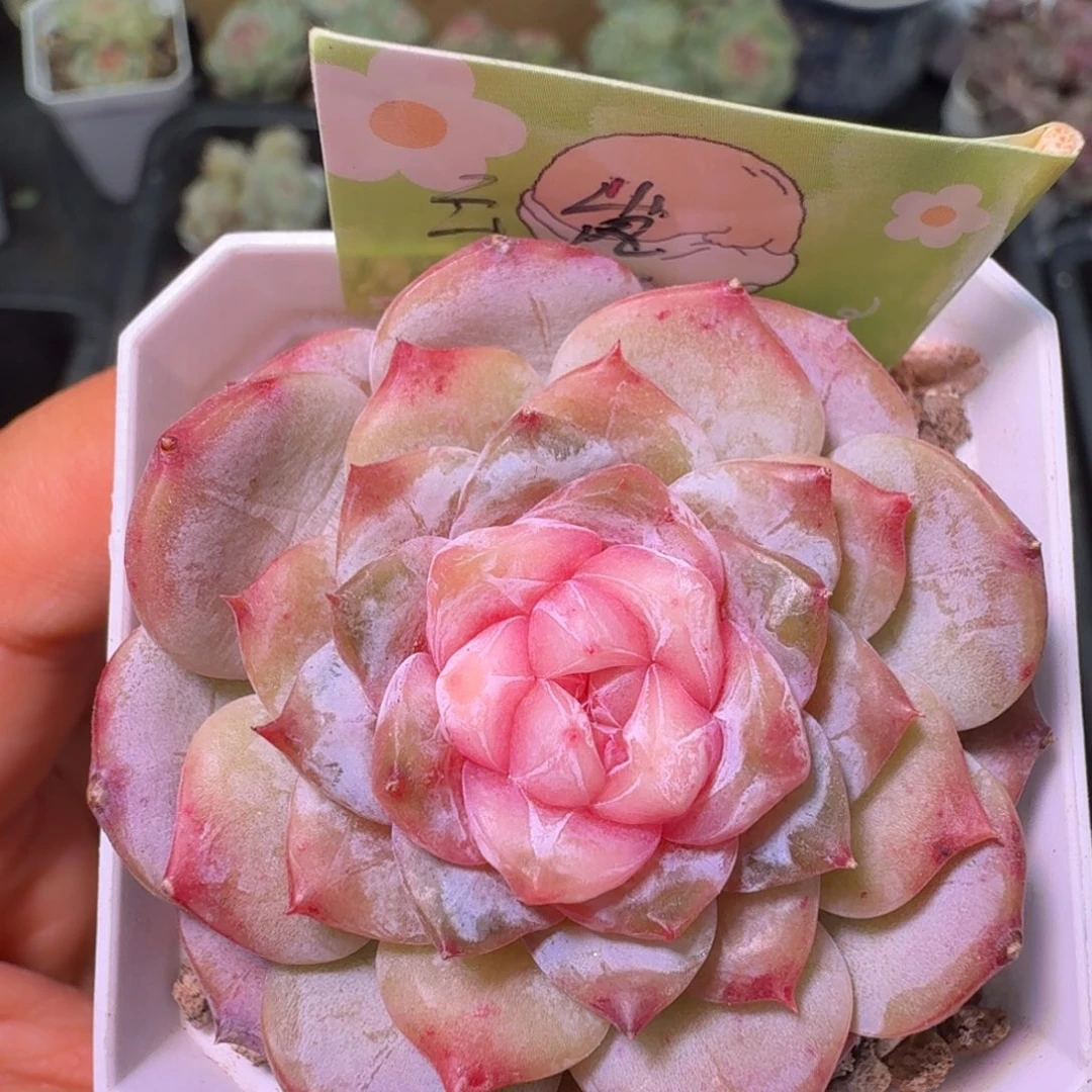 云岚单头下播福利