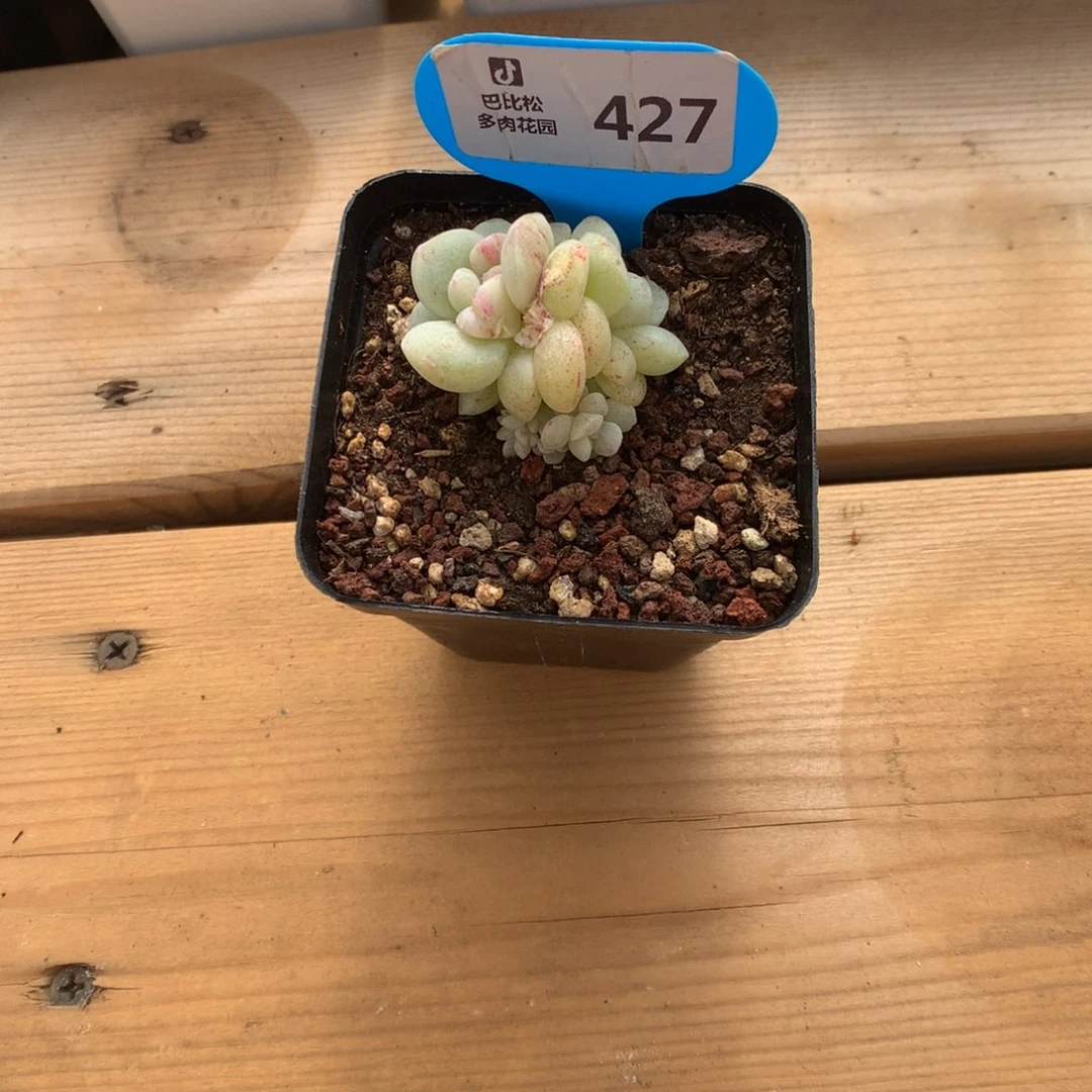 街****427 冰玉石化多肉多肉