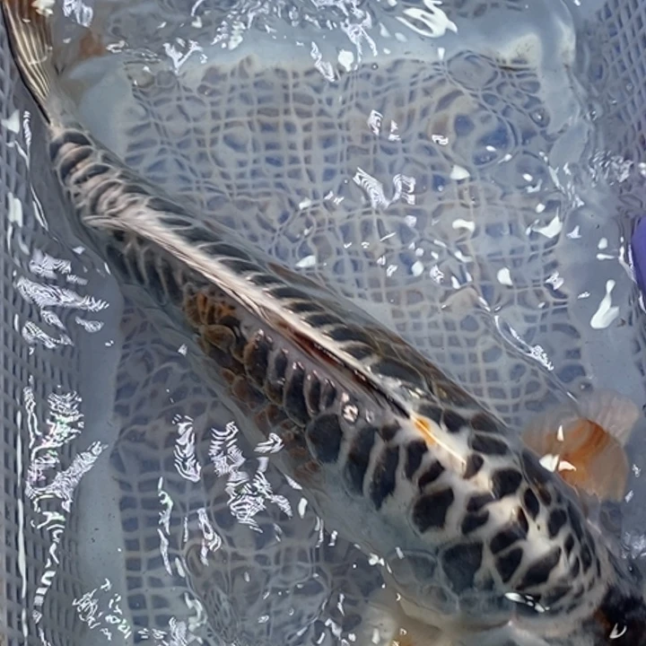 锦鲤冷水锦鲤包邮