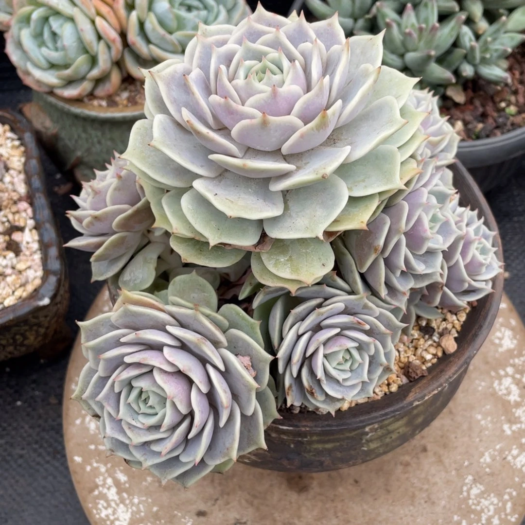 弥鹿之森多肉露娜莲