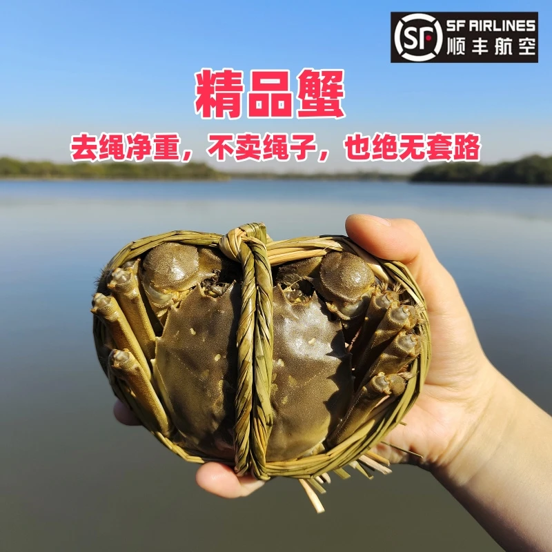【活蟹】净重螃蟹大闸蟹母蟹3.5两搭配公蟹4两8只-10只装顺丰冷链