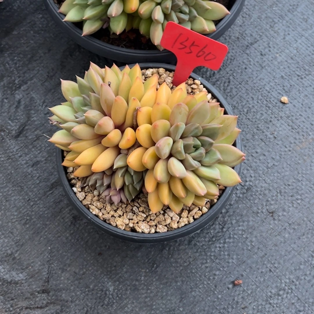 H***～13560号下午景天系列群生多肉植物