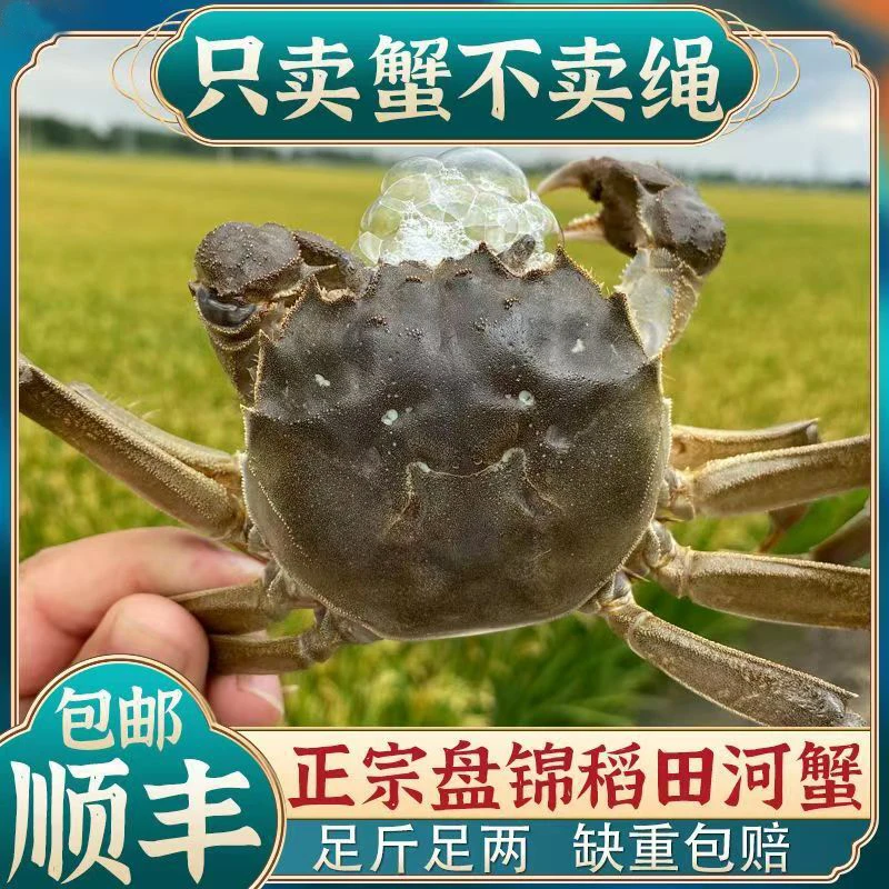 买20只送10只【顺丰空运活蟹】正宗盘锦稻田蟹公蟹单只1-1.3两