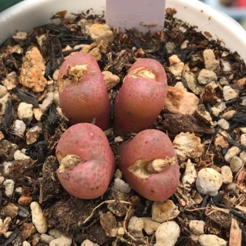 多肉肉锥 吕氏大王樱桃