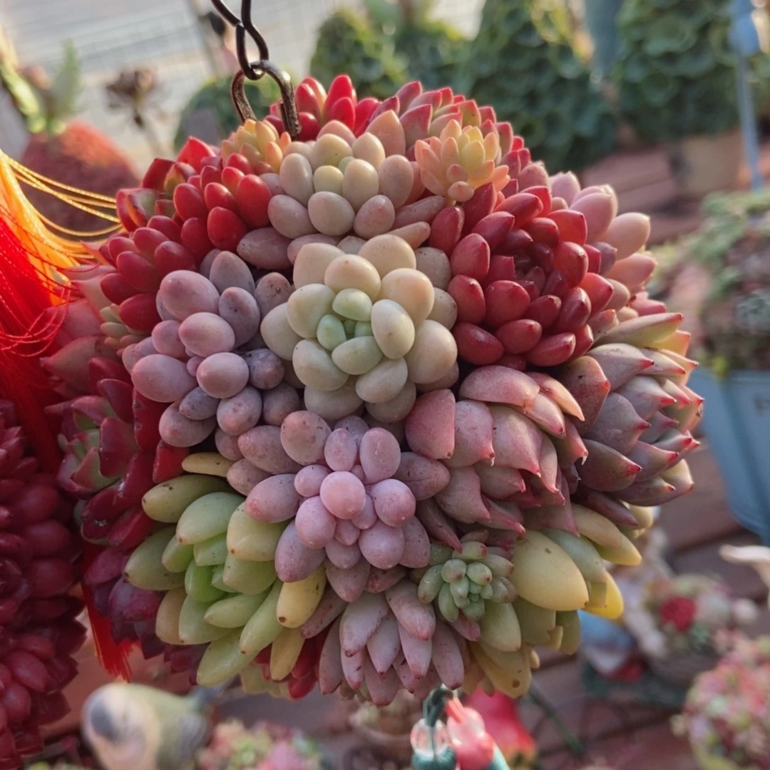 彩色植物50颗做花球