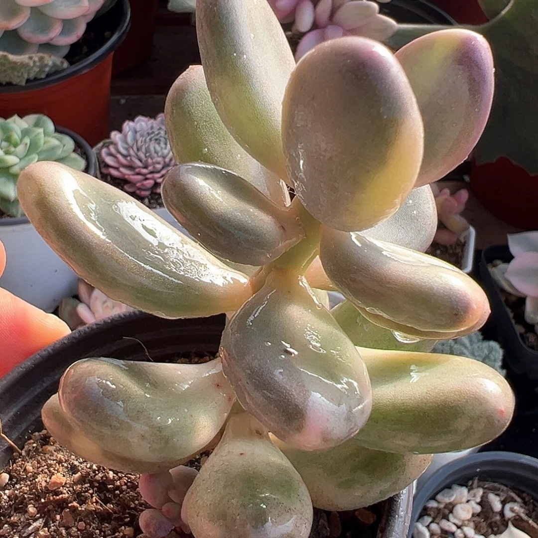 奶酪锦 小方花圃一物一拍