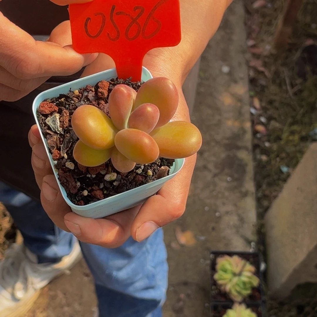 狼****0586号上午多肉植物群生多肉植物