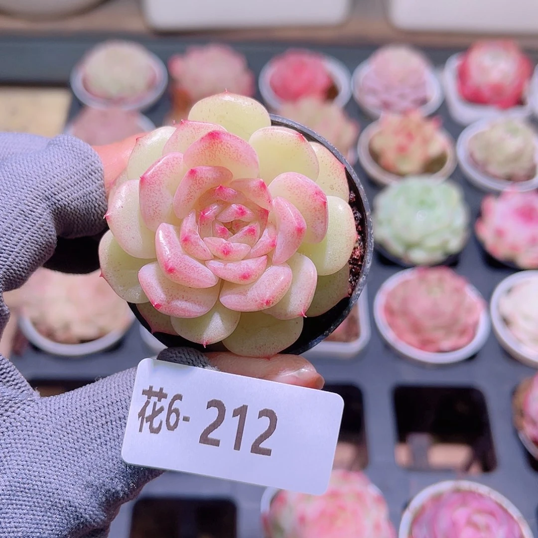 花06-212新麦秆单头