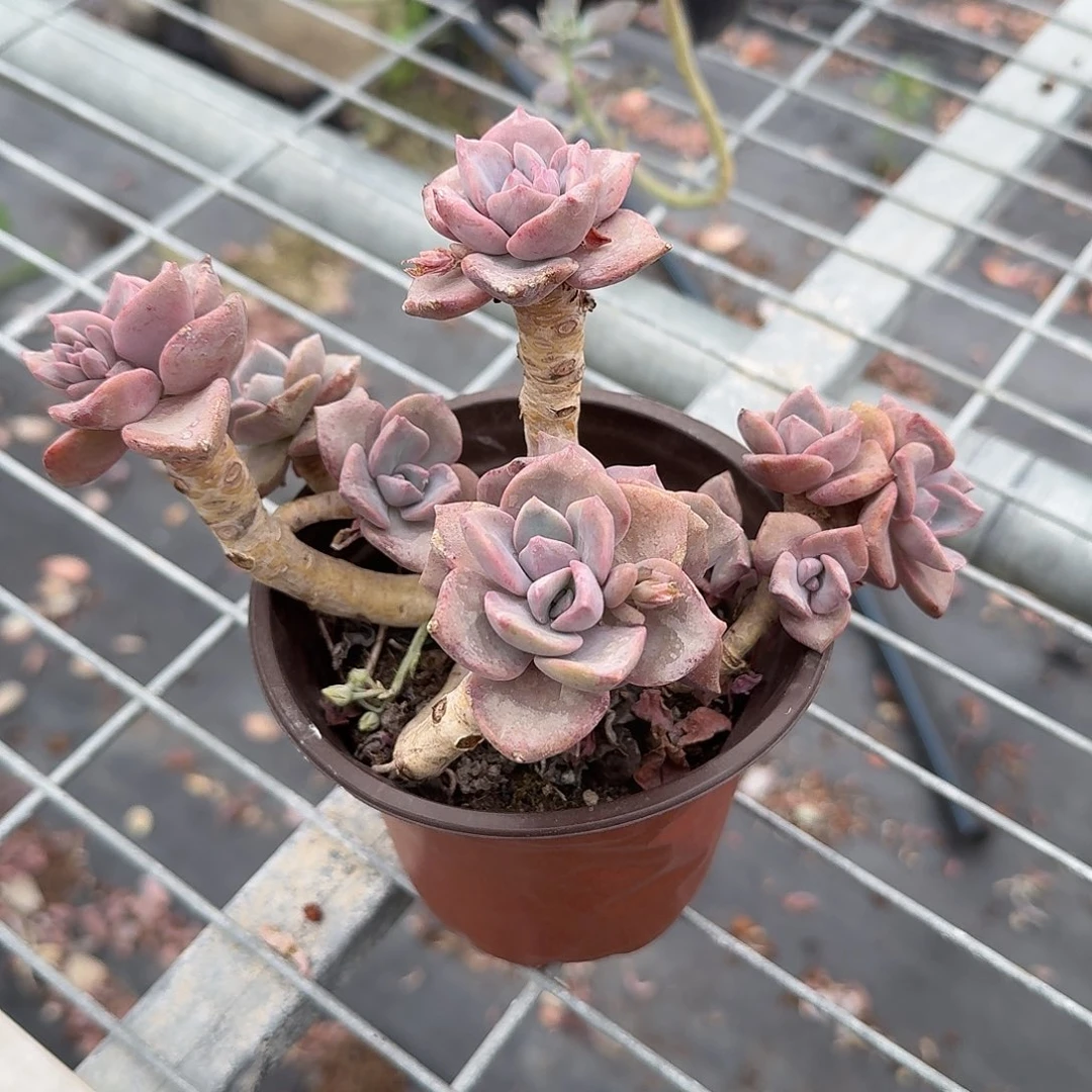 老庄彩虹糖多肉植物