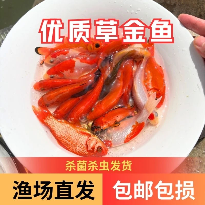 【活体】优质草金鱼6-12厘米观赏鱼淡水鱼渔场直发