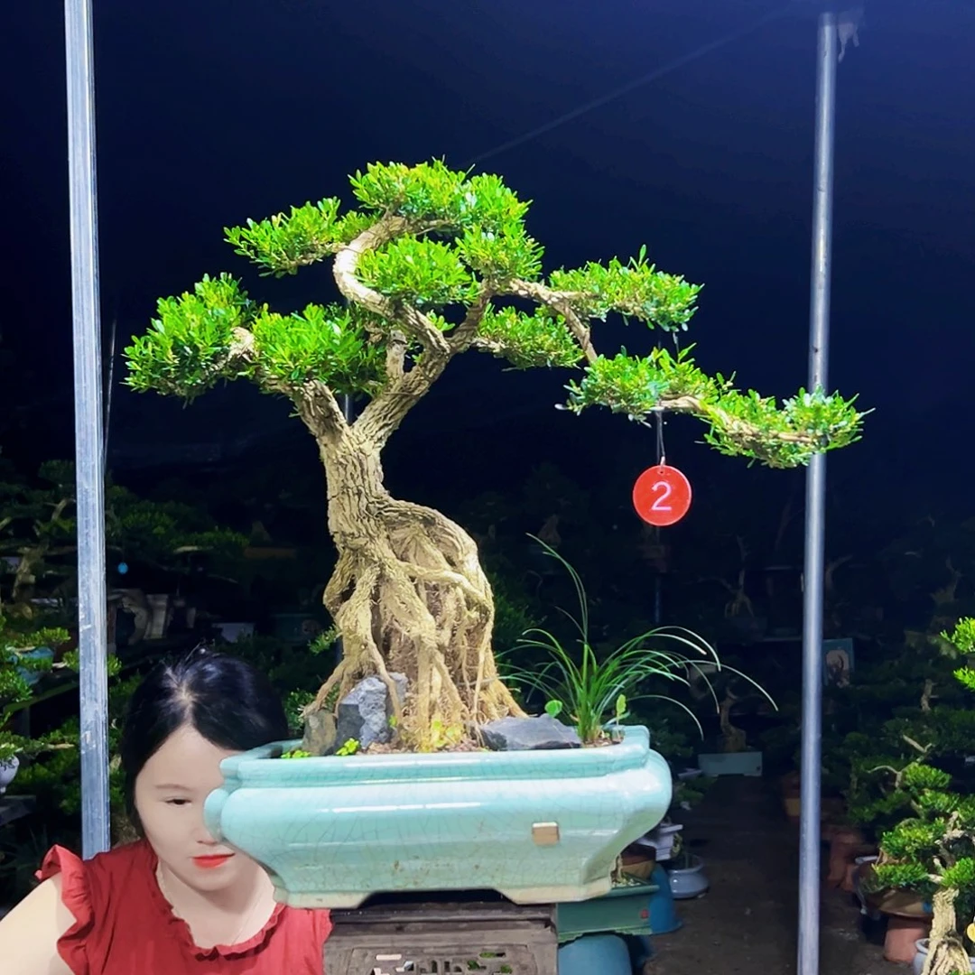 段***s无花朵黄杨木