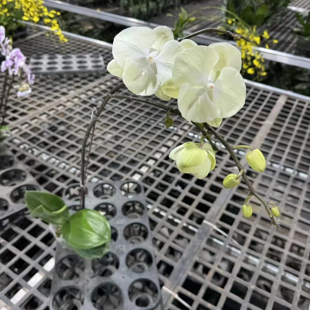 蝴蝶兰[抹茶]室内精品花卉昆明直发