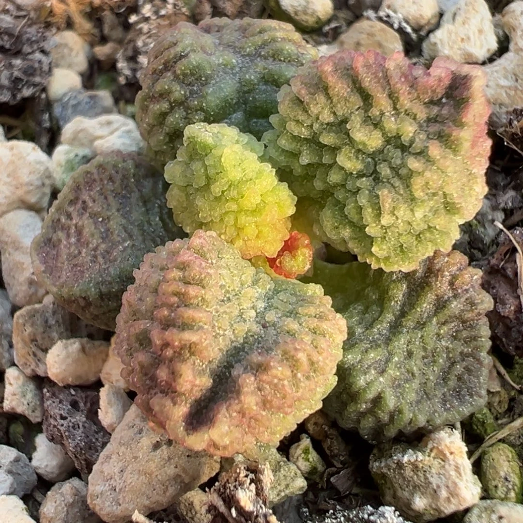 实生新品多肉植物水泡