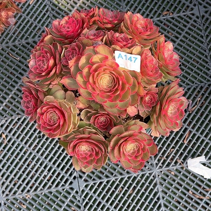 147粉花妖多肉植物