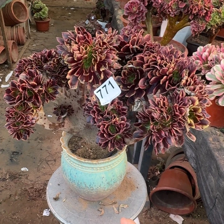 欧嘉莉法师锦缀化771