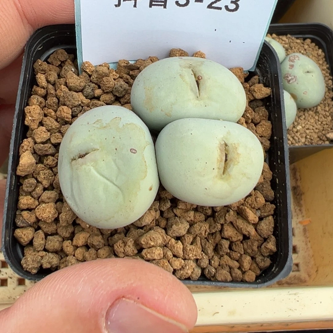 3-23肉锥多肉植物