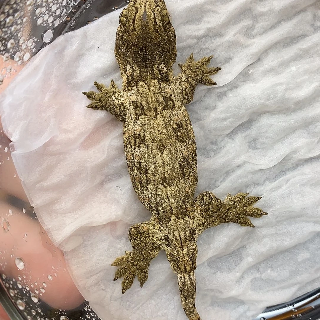 巨人守宫巨人守宫选育C L