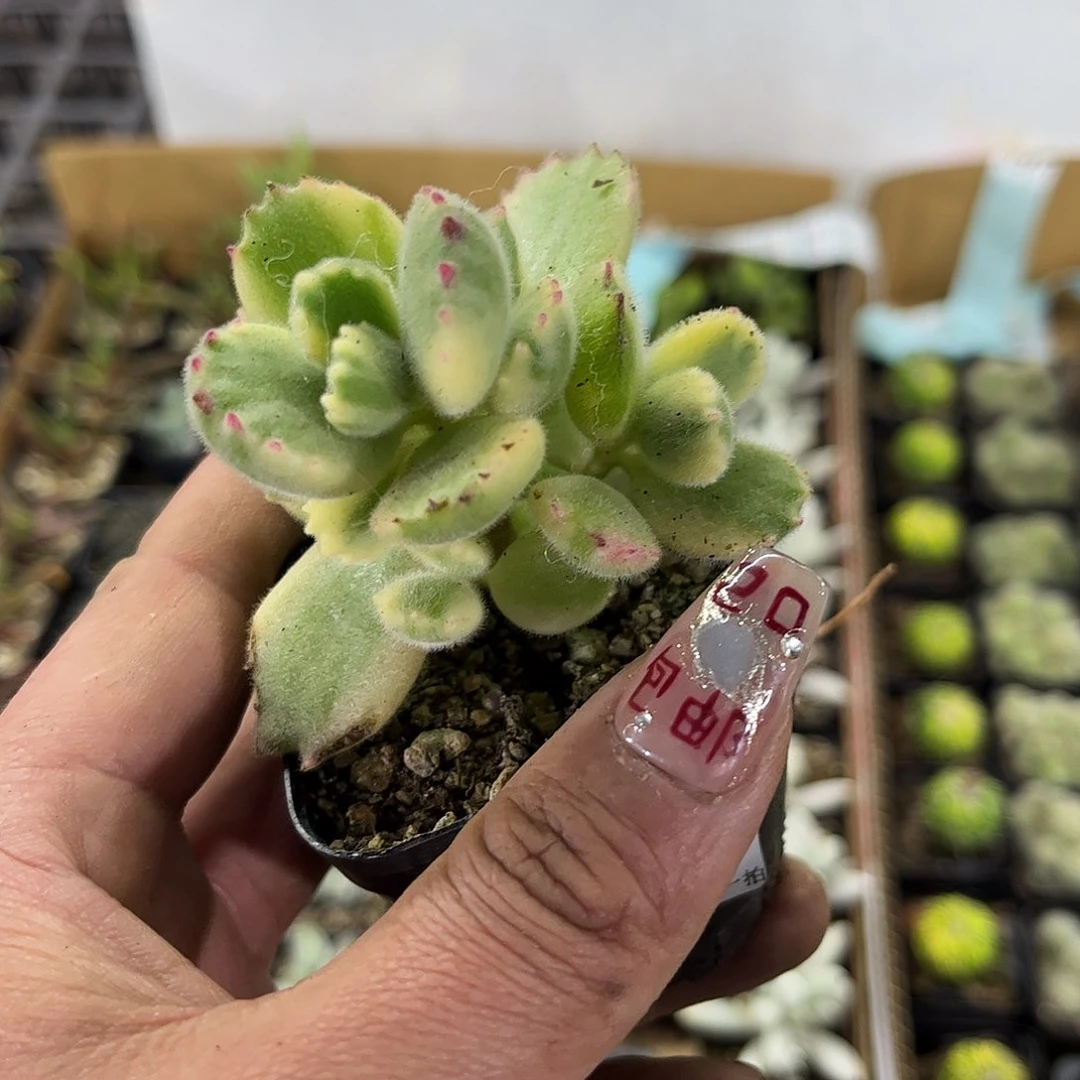 白熊单头发货有根发货