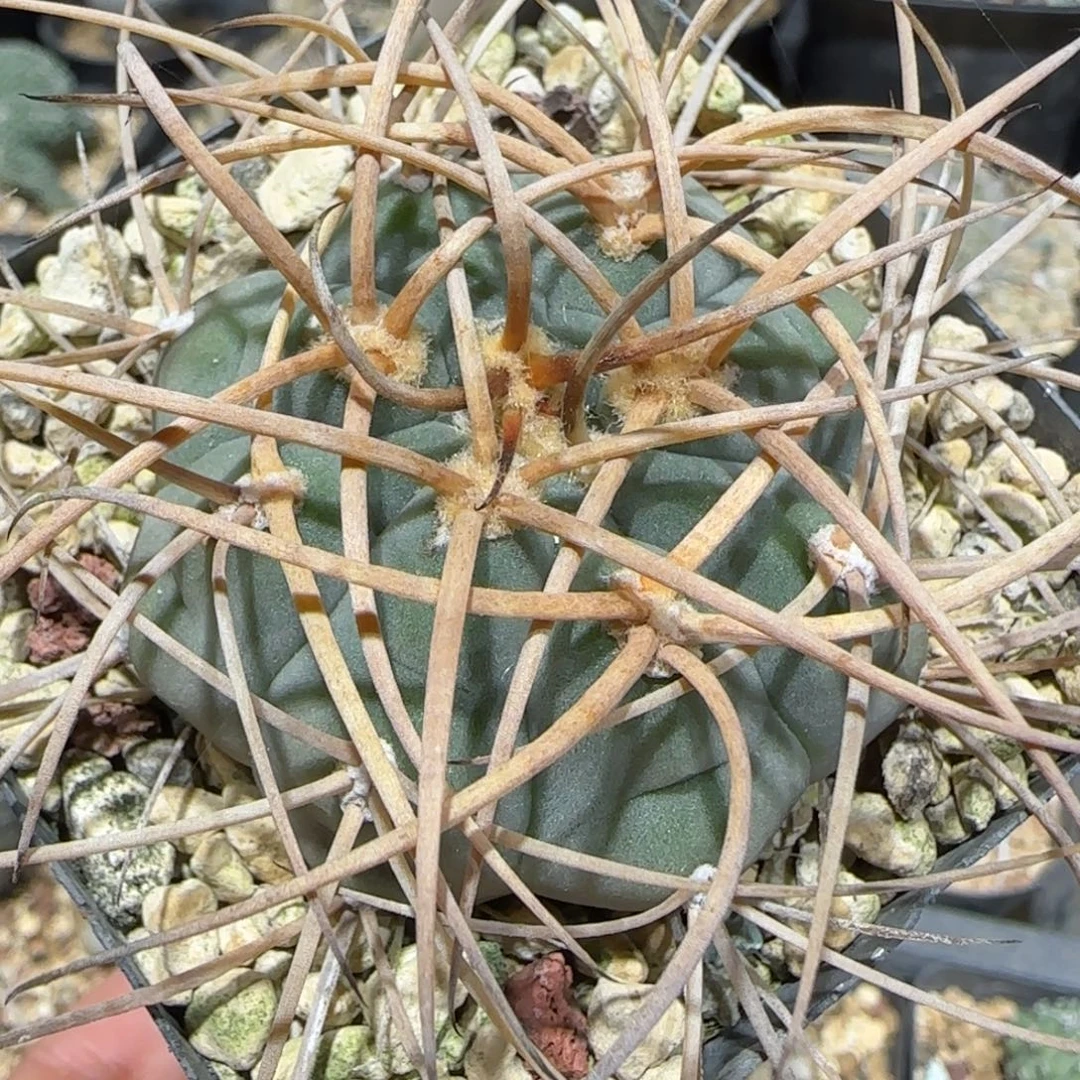 016实生超刺光琳多肉