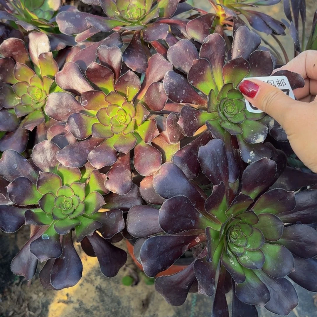 407多肉植物捧花的时候