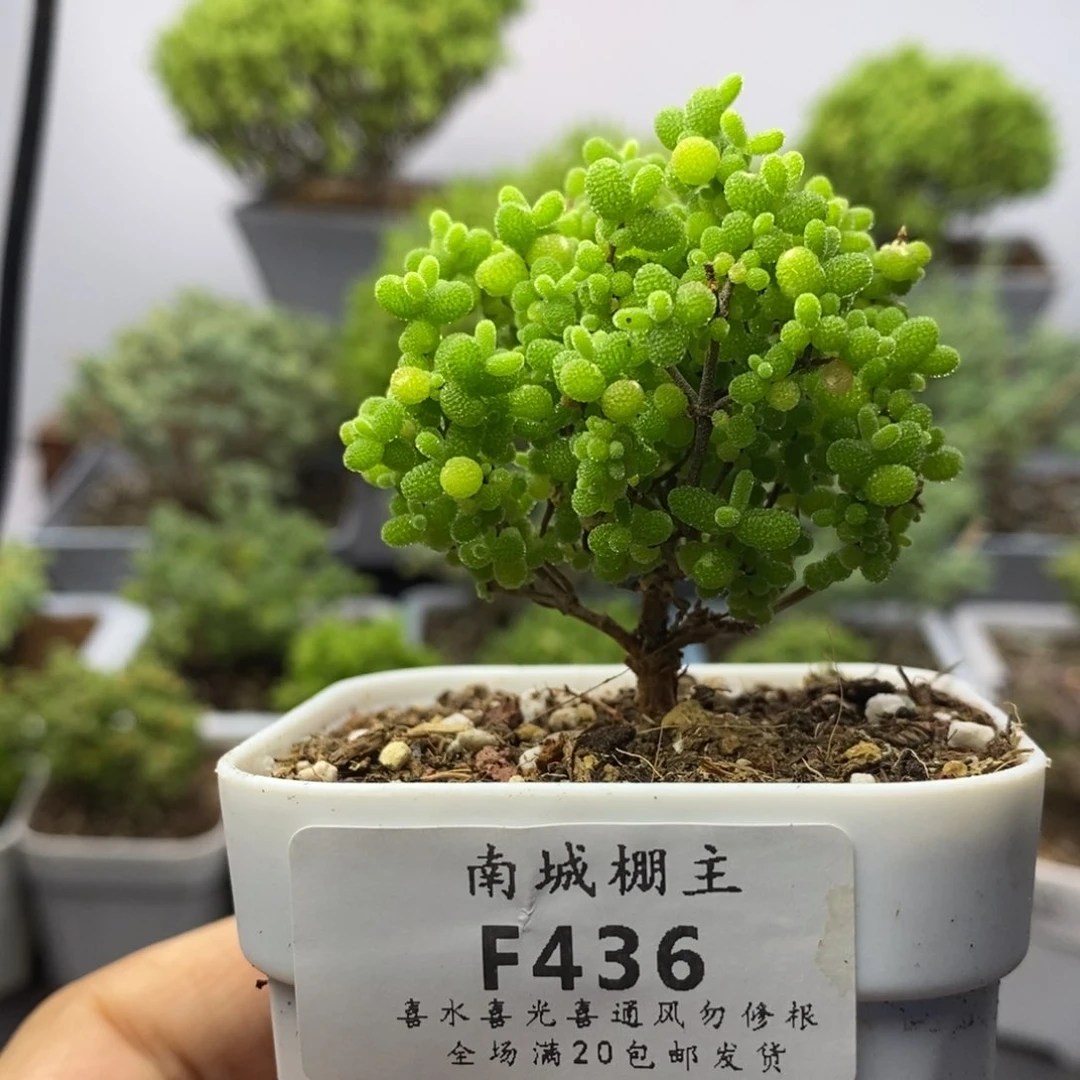 436精控蜜橘糖球枝干