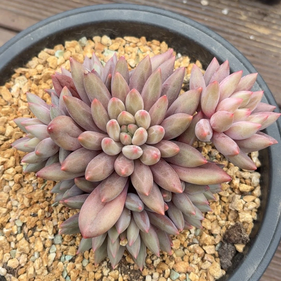 无花朵红蜻蜓无砍老桩