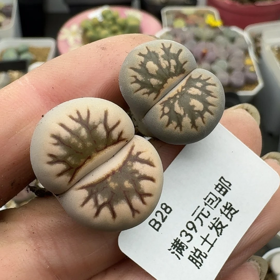 38多肉哈哈哈哈哈哈