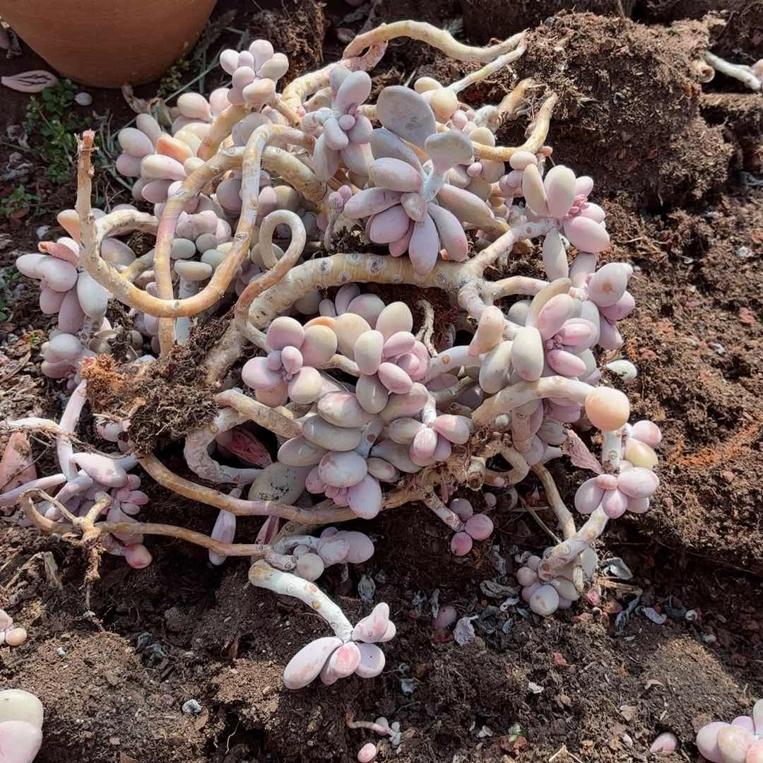 心**巅桃蛋散装不售后49。