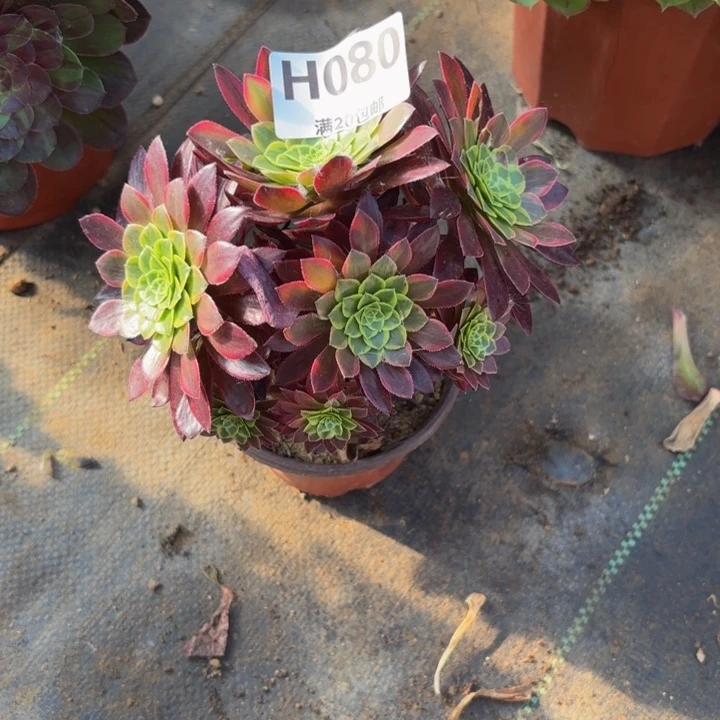 瑞妈多肉植物是080.