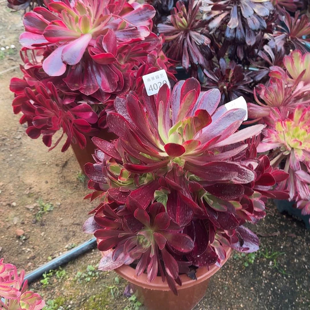 多肉植物蒙娜丽莎4020