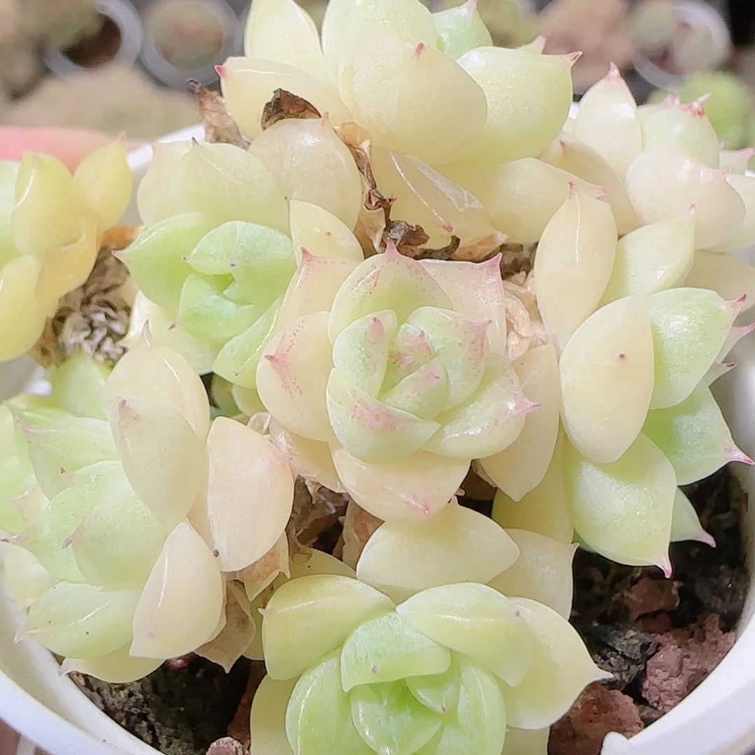 花语逸镜1120-19散