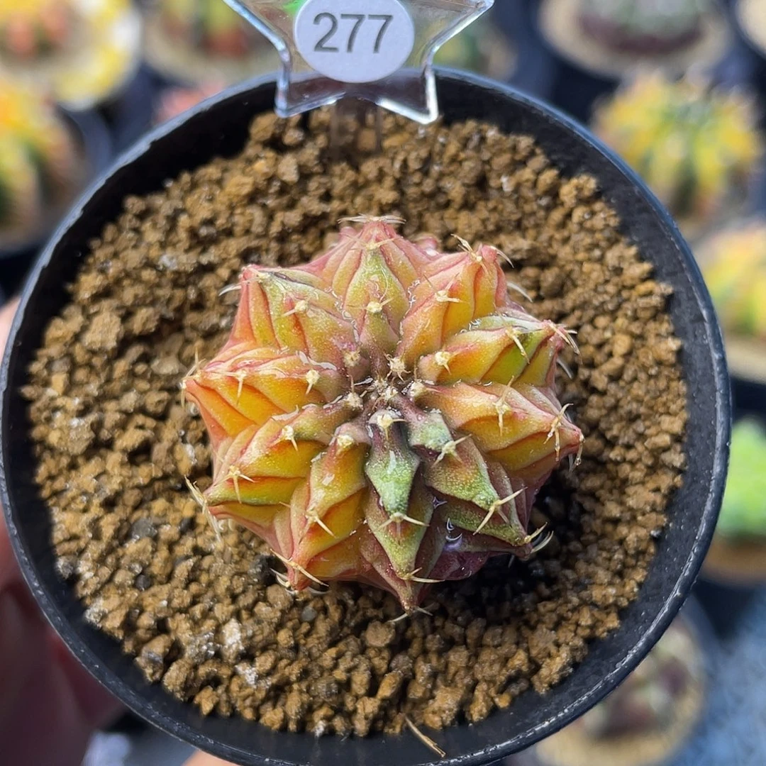 1-277乌贼肋骨3.3厘米