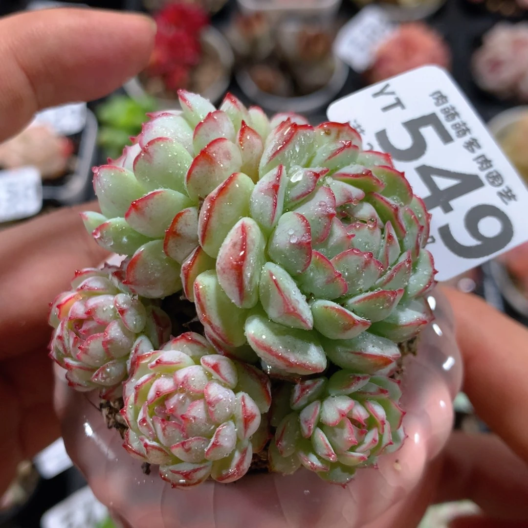 5CM拇指盆精控多肉YT549