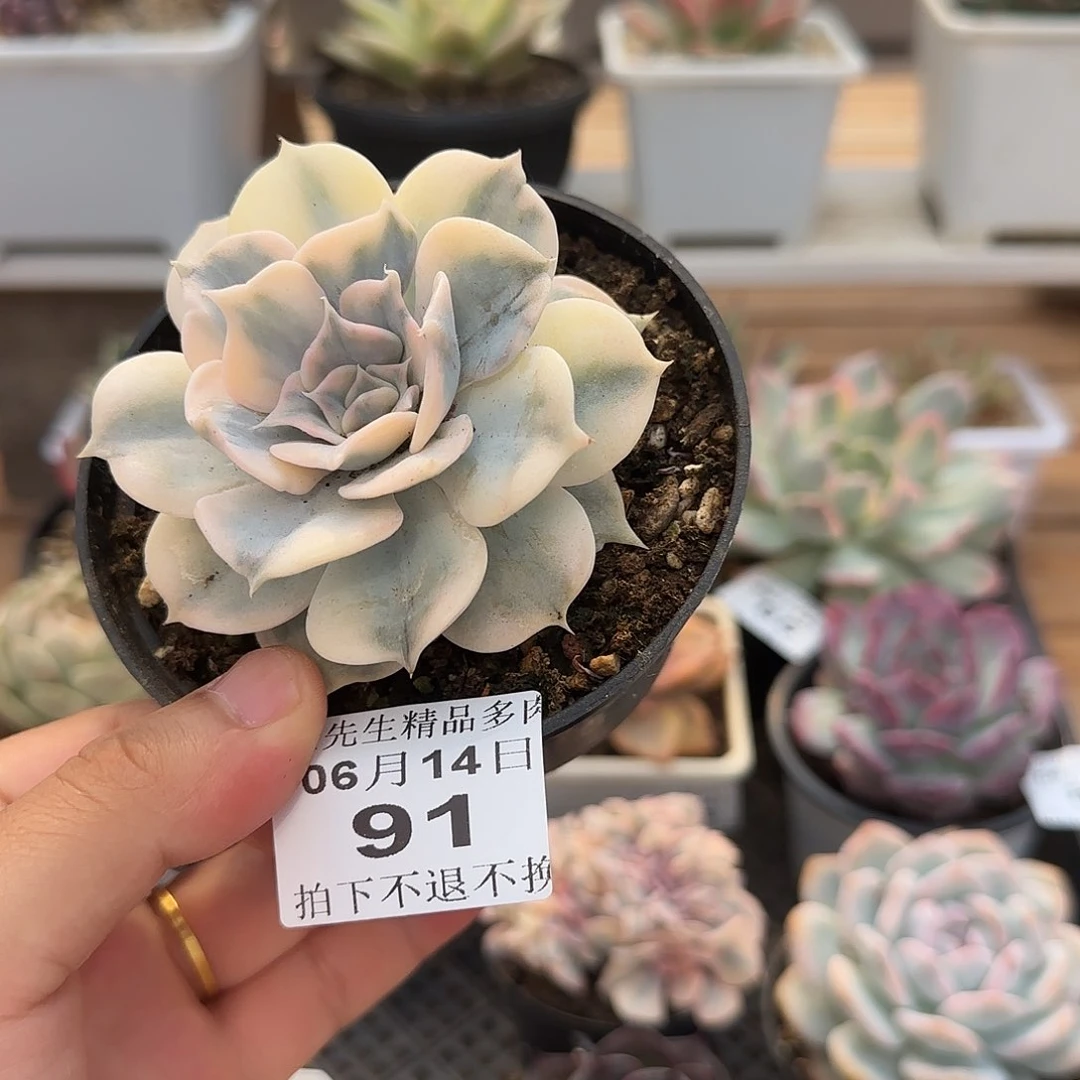 0614-91丽娜莲锦