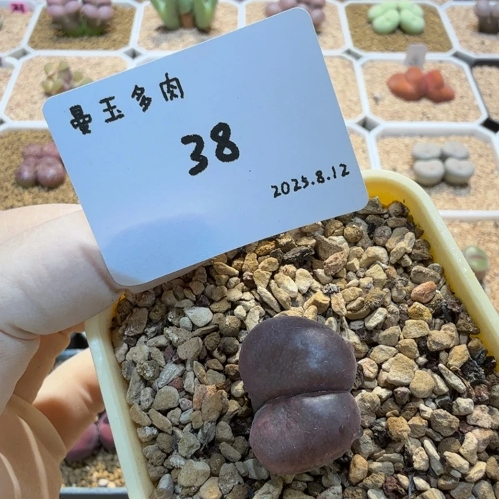 *****多肉多肉多肉8.12-038 pnsp