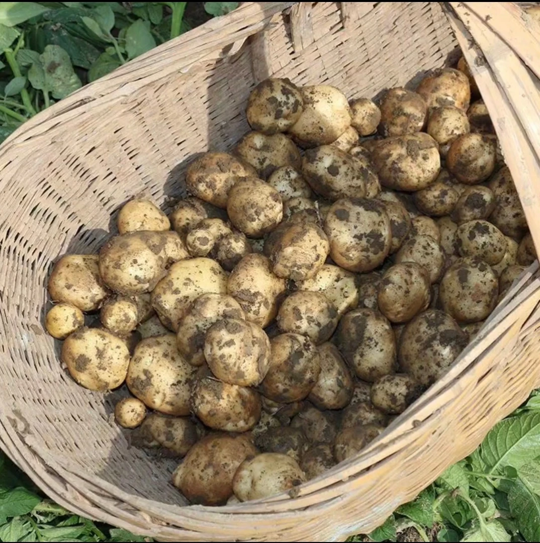 2025农家自种小土豆新鲜现挖小洋芋