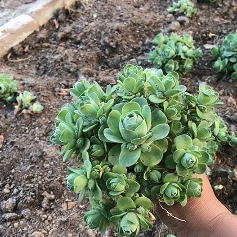 梦***?山地玫瑰一棵多肉4
