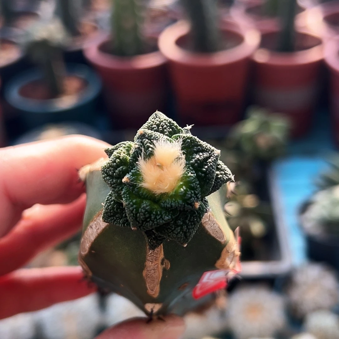 732辛顿牡丹新年快乐m