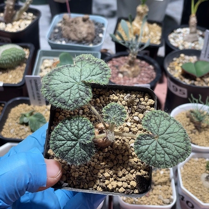 253圆叶杨葵块根，