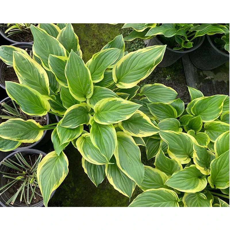 金边玉簪花苗盆栽彩叶植物花卉耐寒室内地栽耐阴多年生易养活绿植