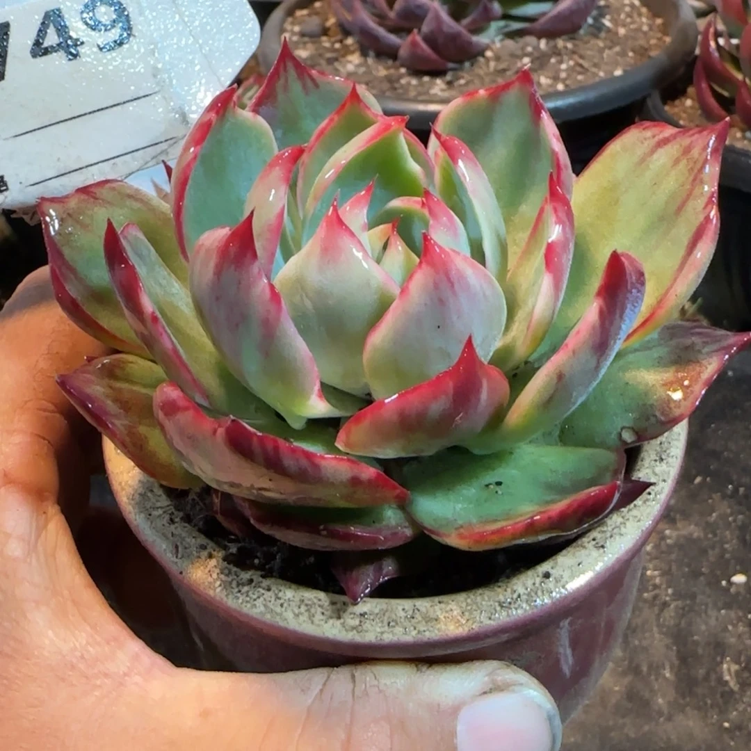 惊鸿一物一拍包装收缩花旱749