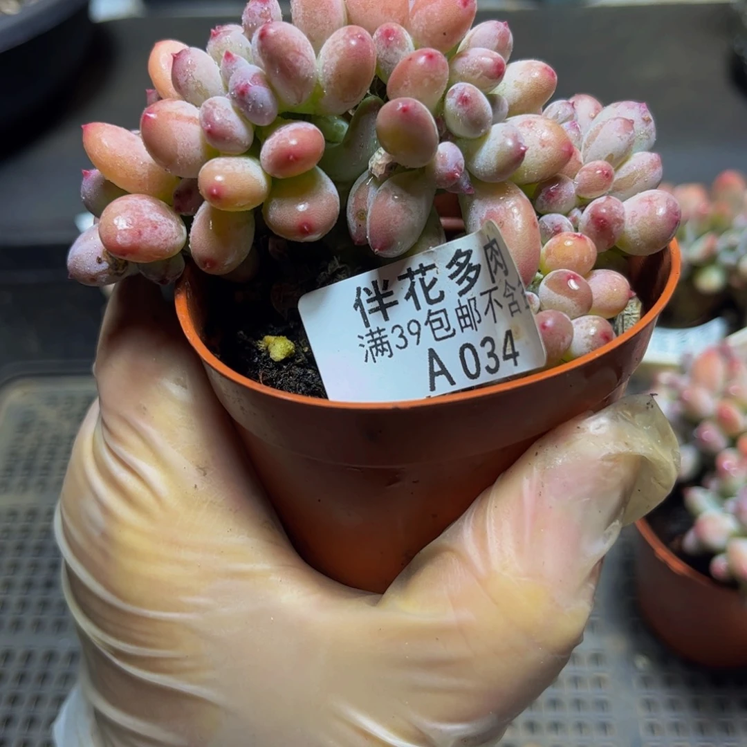 宇***少034苹果奶缀9厘米多肉