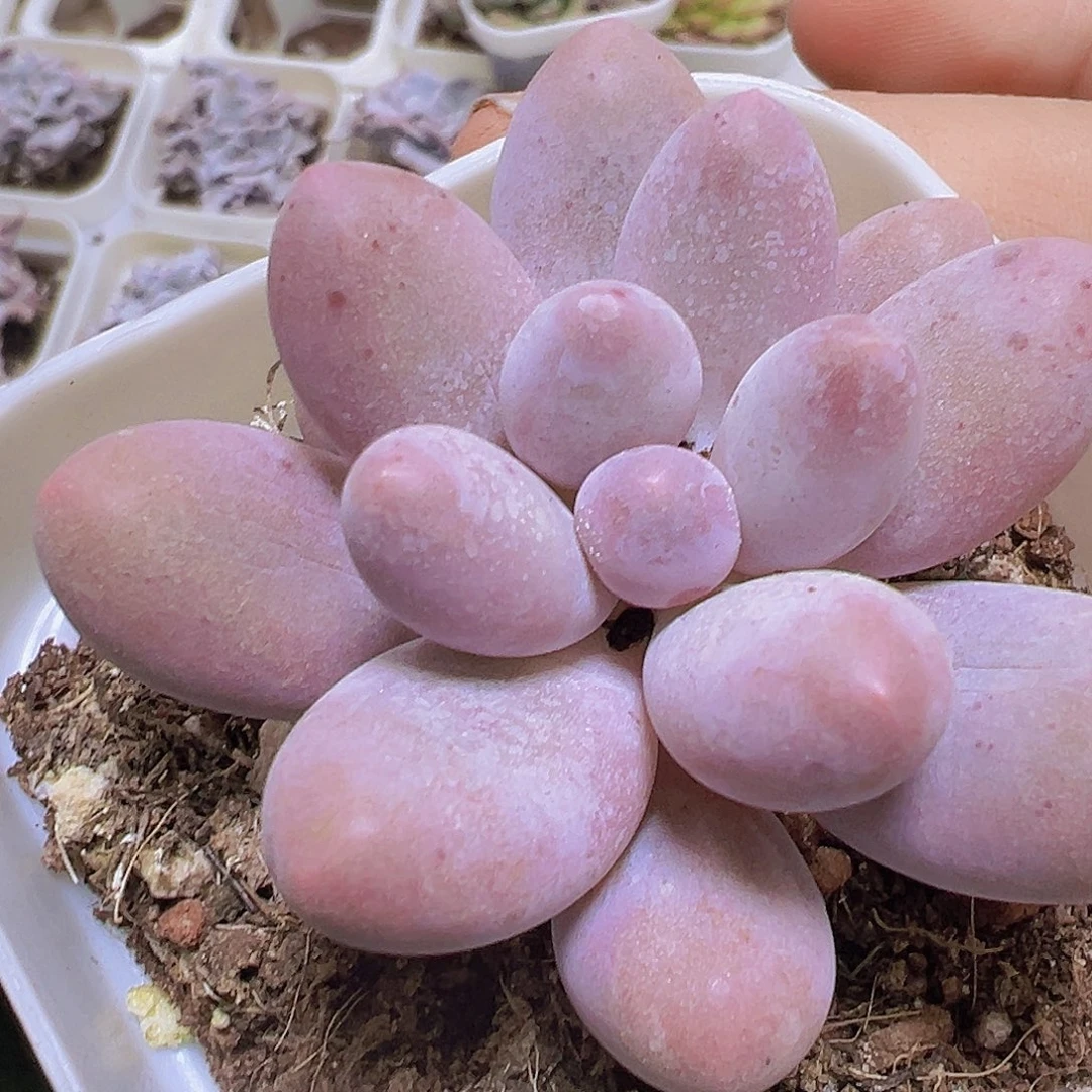 粉汤圆6.5厘米盆福利19包邮